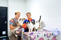 Vet nurses with cats