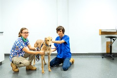 Vet nurses with greyhound