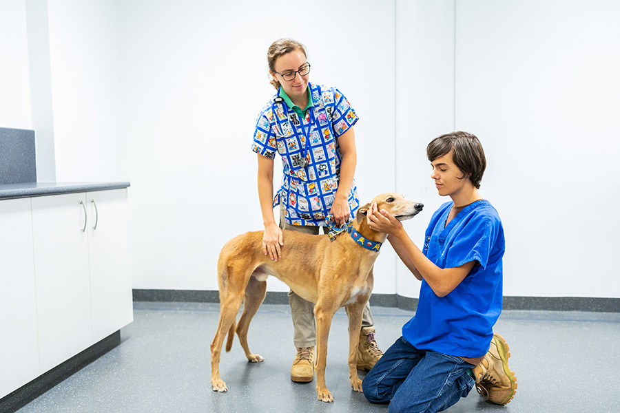 Greyhound at PetsinTuition
