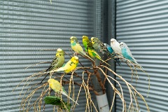 Budgies
