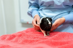 Vet nurse with hamster