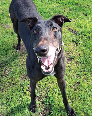 Adopt Nick