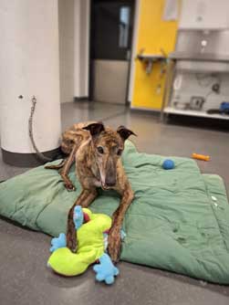 Adopt Billy