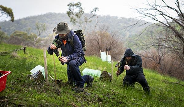 certificate iii in conservation and ecosystem management